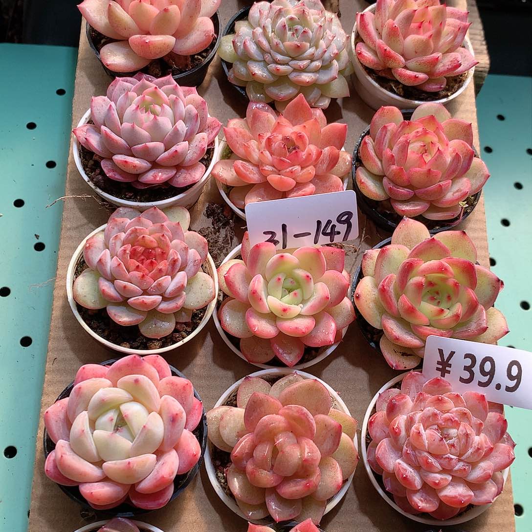 31-149一物一拍带盆18颗