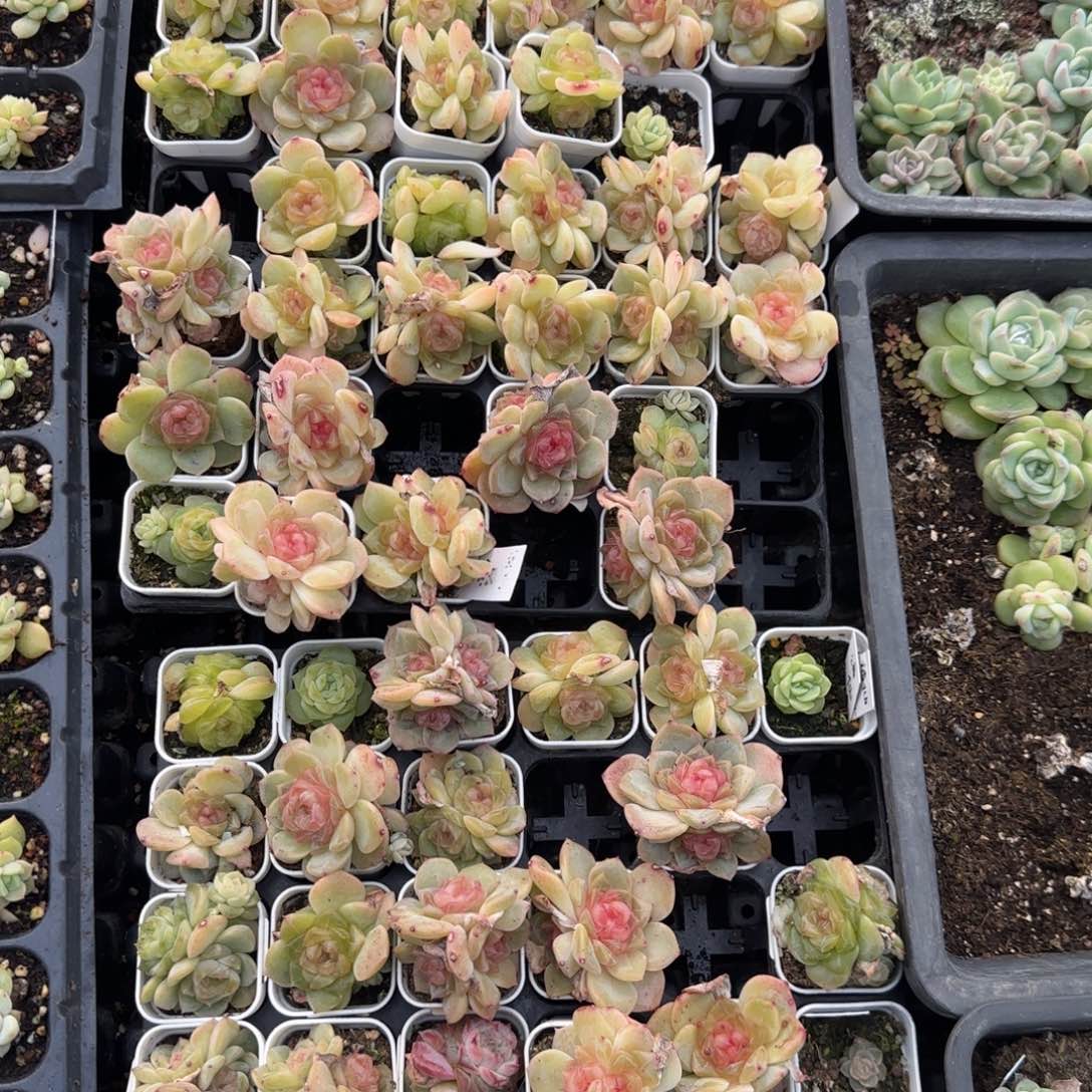 天***师三半托谪仙盆满25包邮