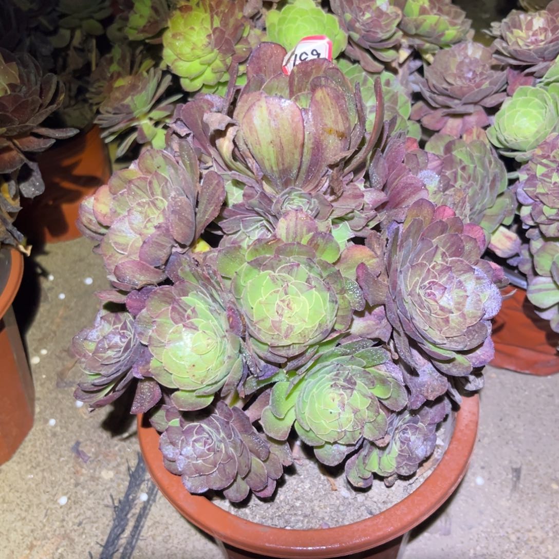 189多肉植物花月夜