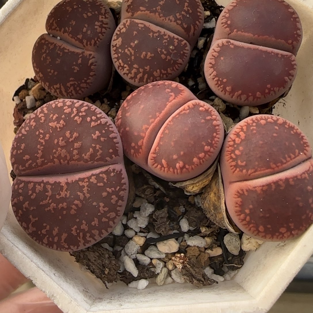 11.22。萌肉轮子清盒。7007