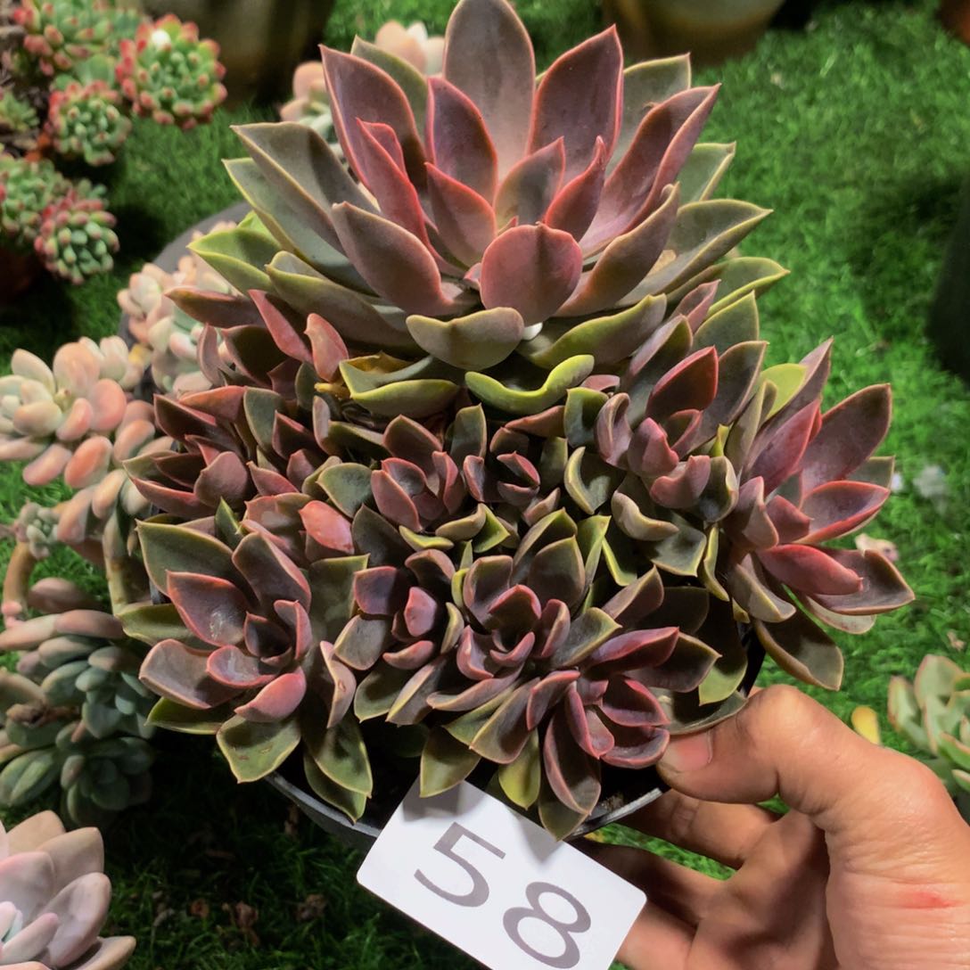 宇****媒58 一物一拍一单包邮