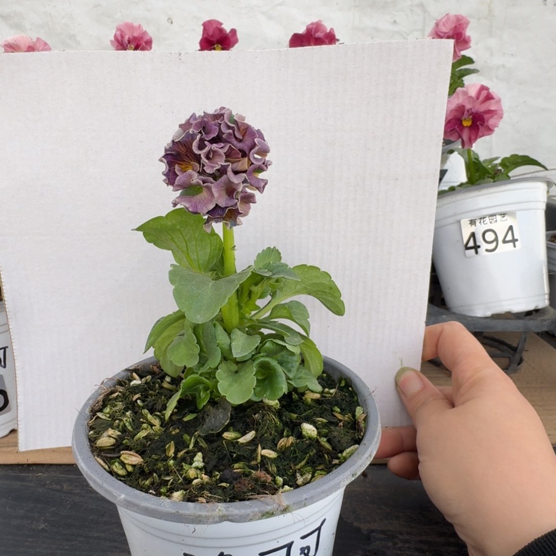 全部花朵229号角堇