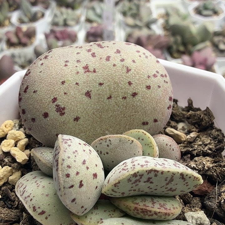 粉蛋水泡多肉植物