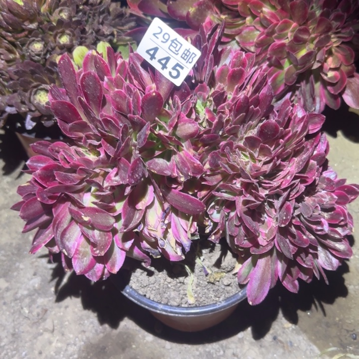 红袖缀……多肉植物的