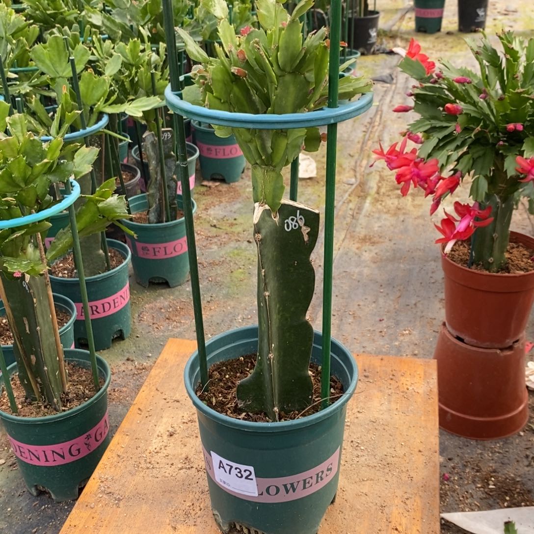 云****无花朵732嫁接086