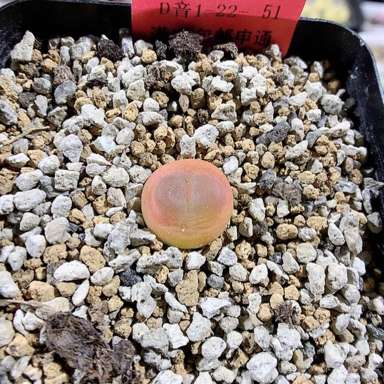 【闪购商品】1-22-51 拉登1颗 35