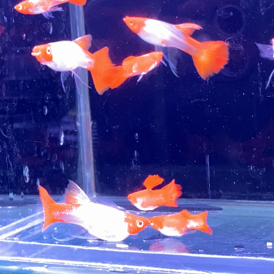孔雀鱼红头飘飘10条