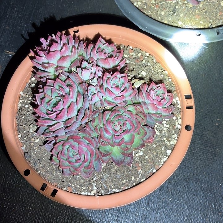 折***芋多肉植物，东云杂交