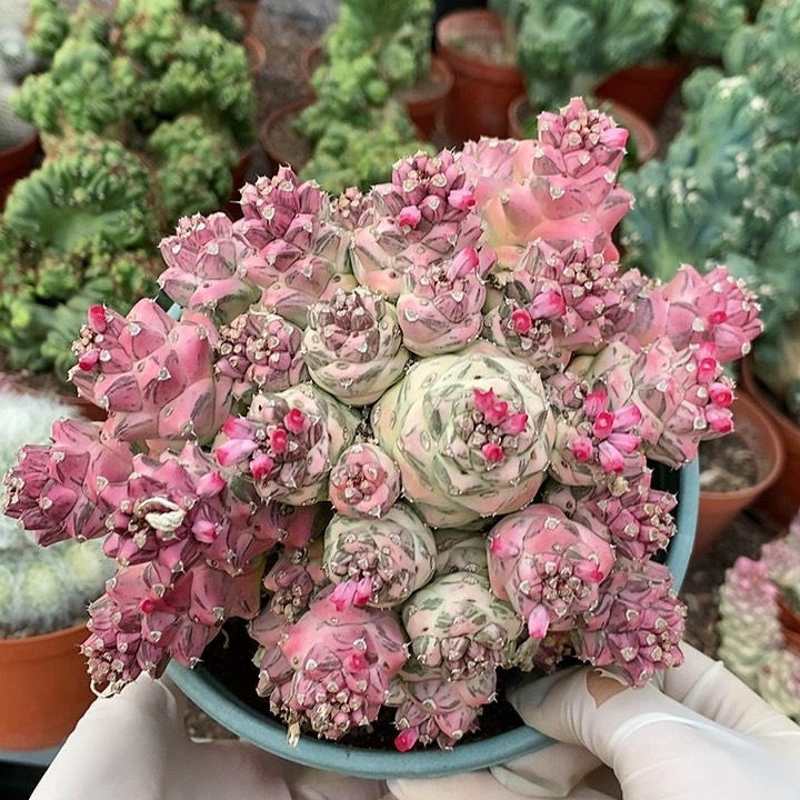 花花草草花花草草