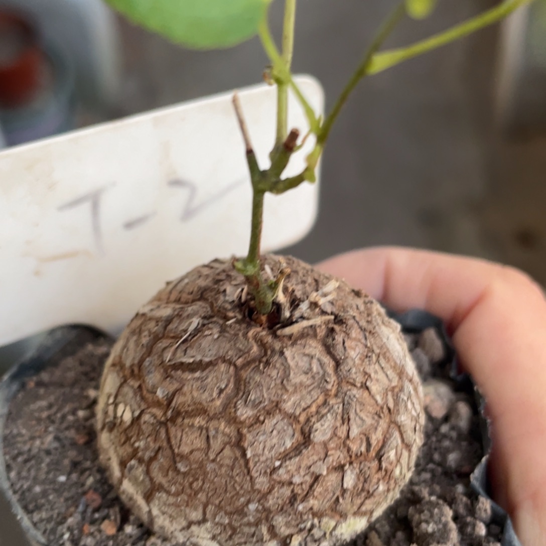 龟甲龙4.3公分，不退不换