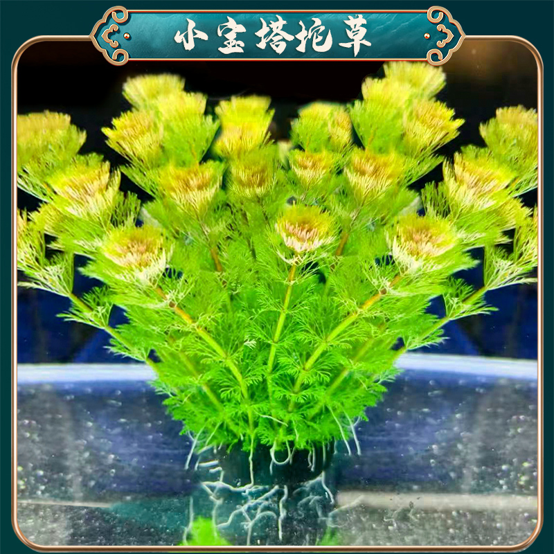 【小宝塔坨草】懒人水草适合新手无需种植沉底入缸成景鱼缸水草造景