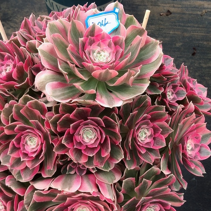 304粉女郎多肉法师