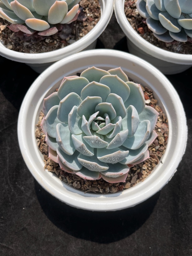 多肉，白茶，12公分左右