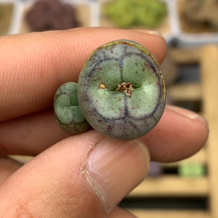 精品多肉植物大战僵尸