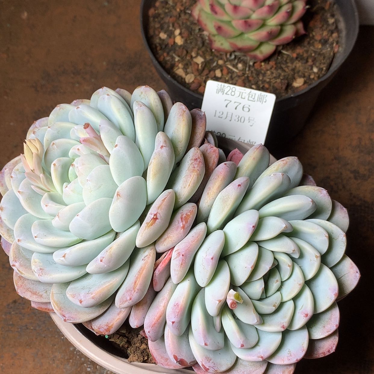 【闪购商品】云776号