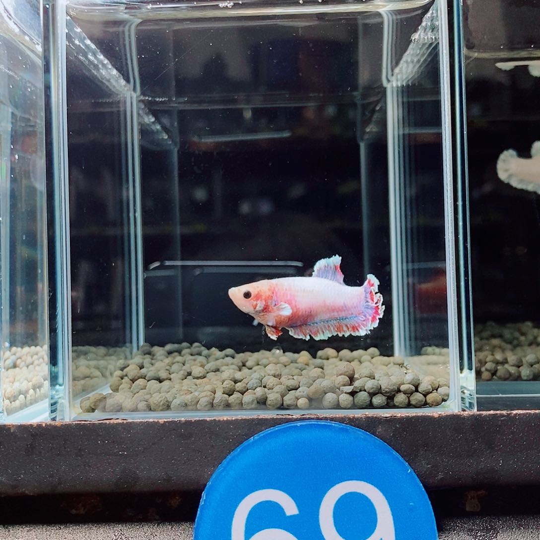 富***多斗鱼蓝69号63号绣球母