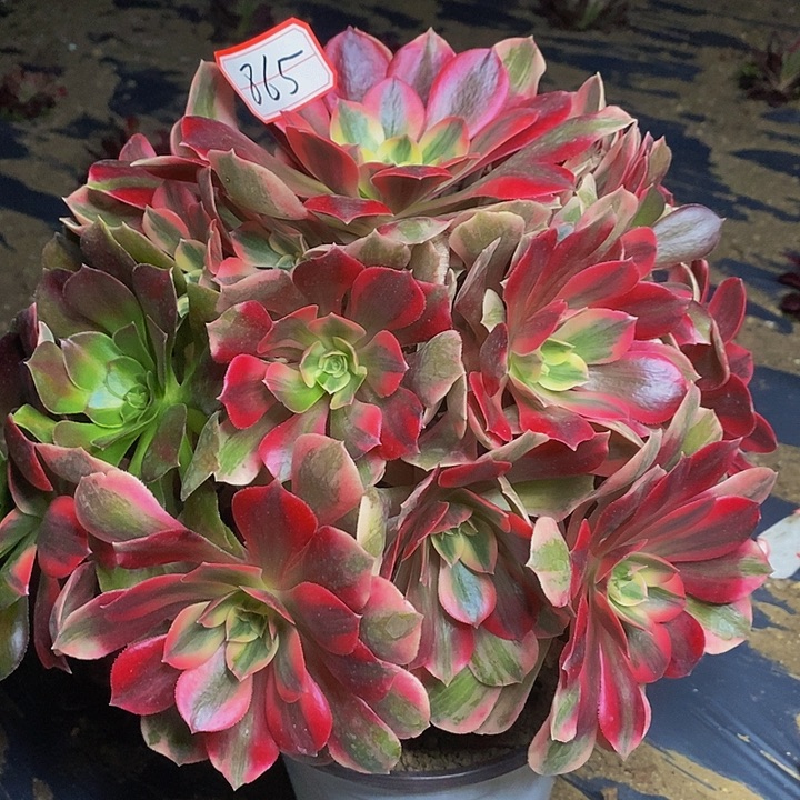 粉初恋老桩捧花865号