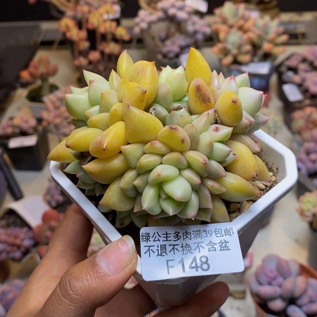 148黄金象牙多肉8cm