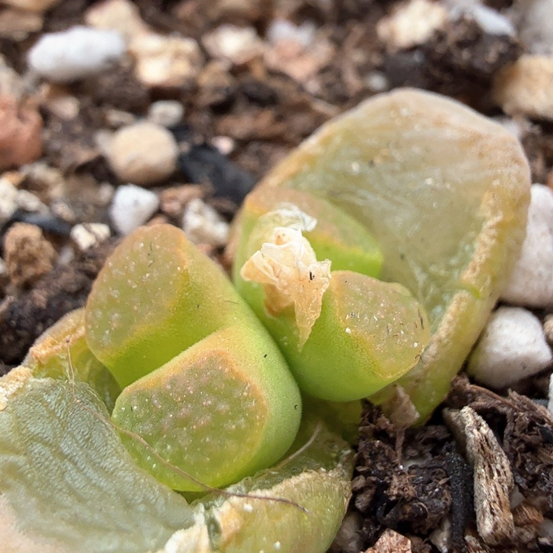 2.17.50/班克磁铁新头（尺寸小）多肉