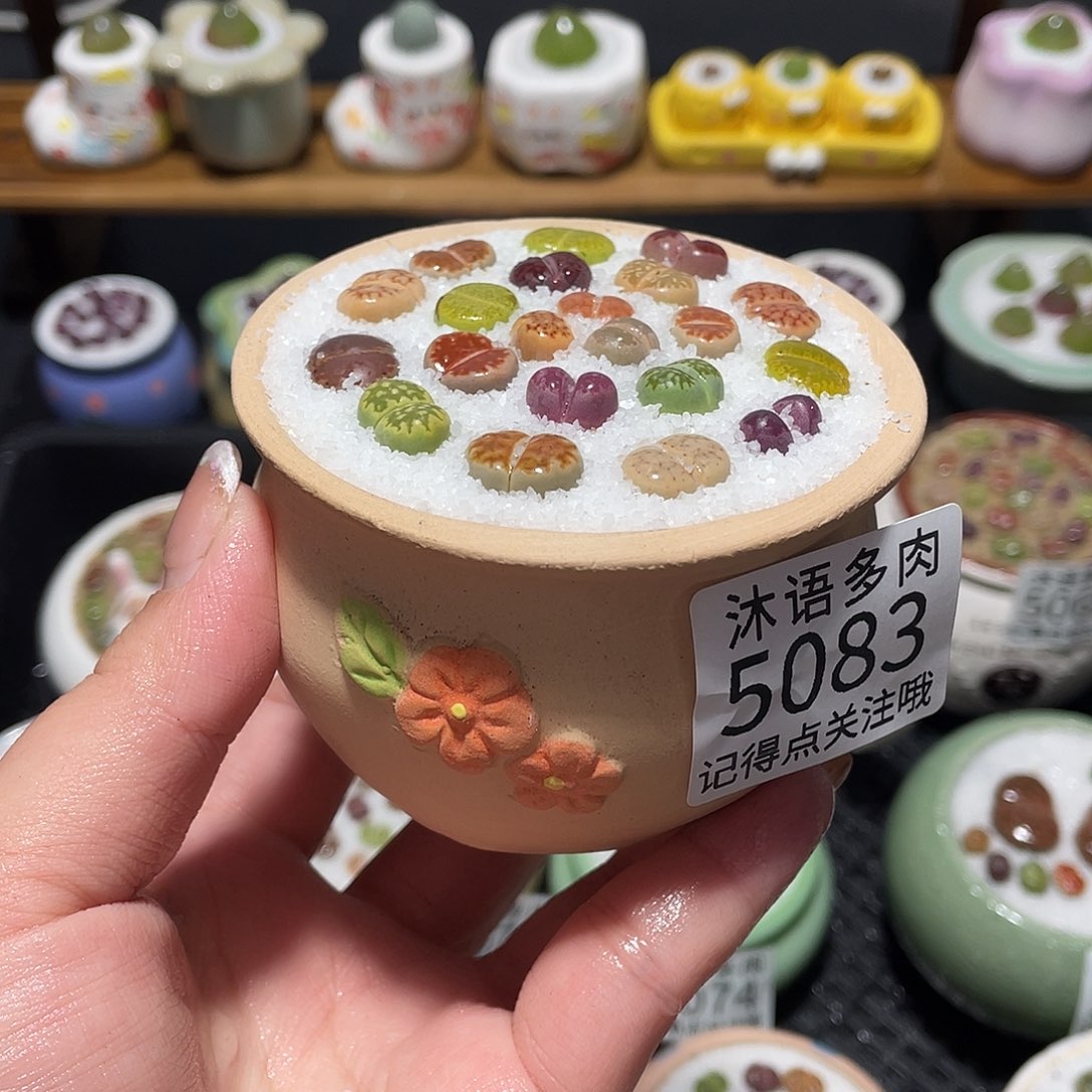 带盆土植物 一物一拍5083