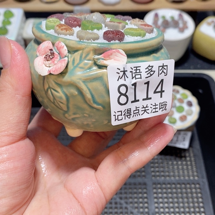 带盆土植物 精美盆栽8114