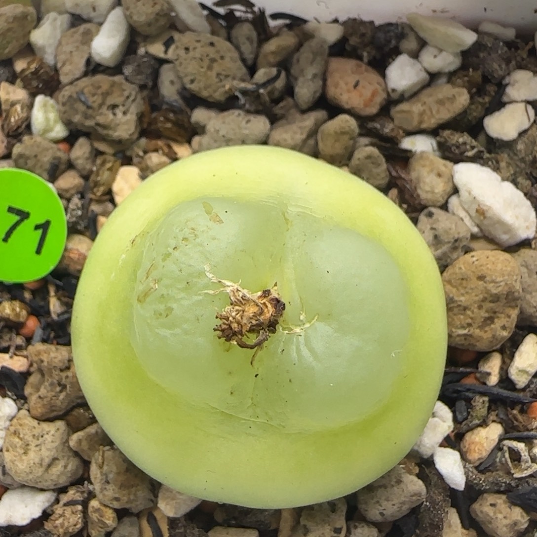 拉登2.9福利多肉植物171