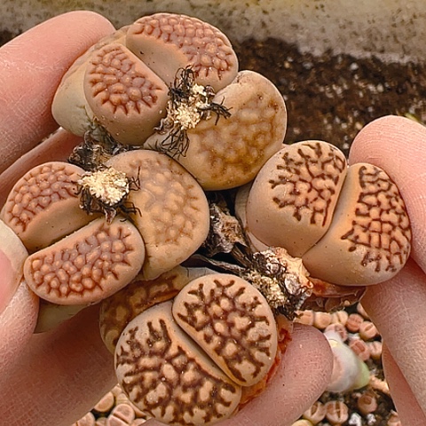 20494团团圆圆呀