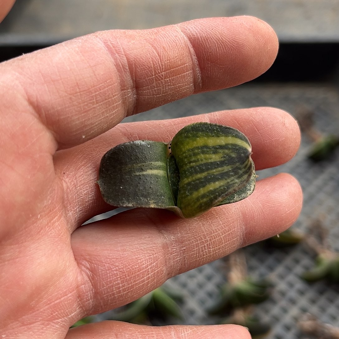 工*室工作室专拍11111111