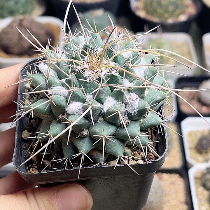 瓦格纳乳突实生球5-6公分