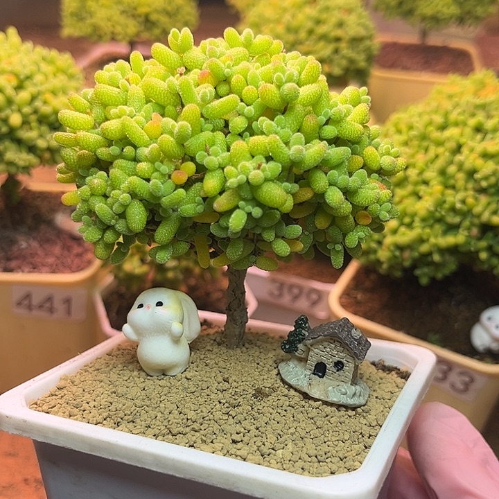瓶***纸无花朵447金桔糖球