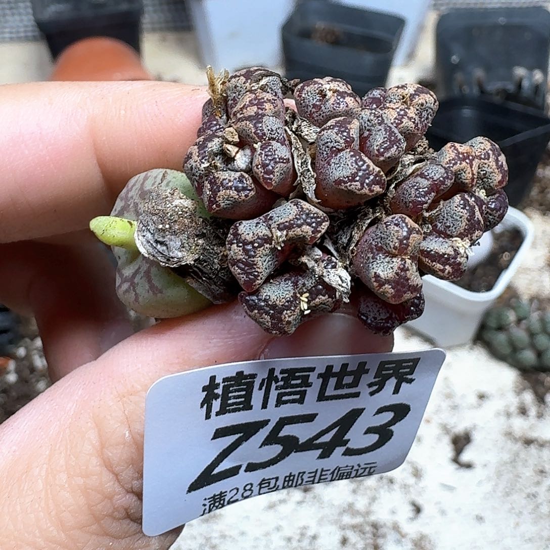 多肉植物的润泽fghn