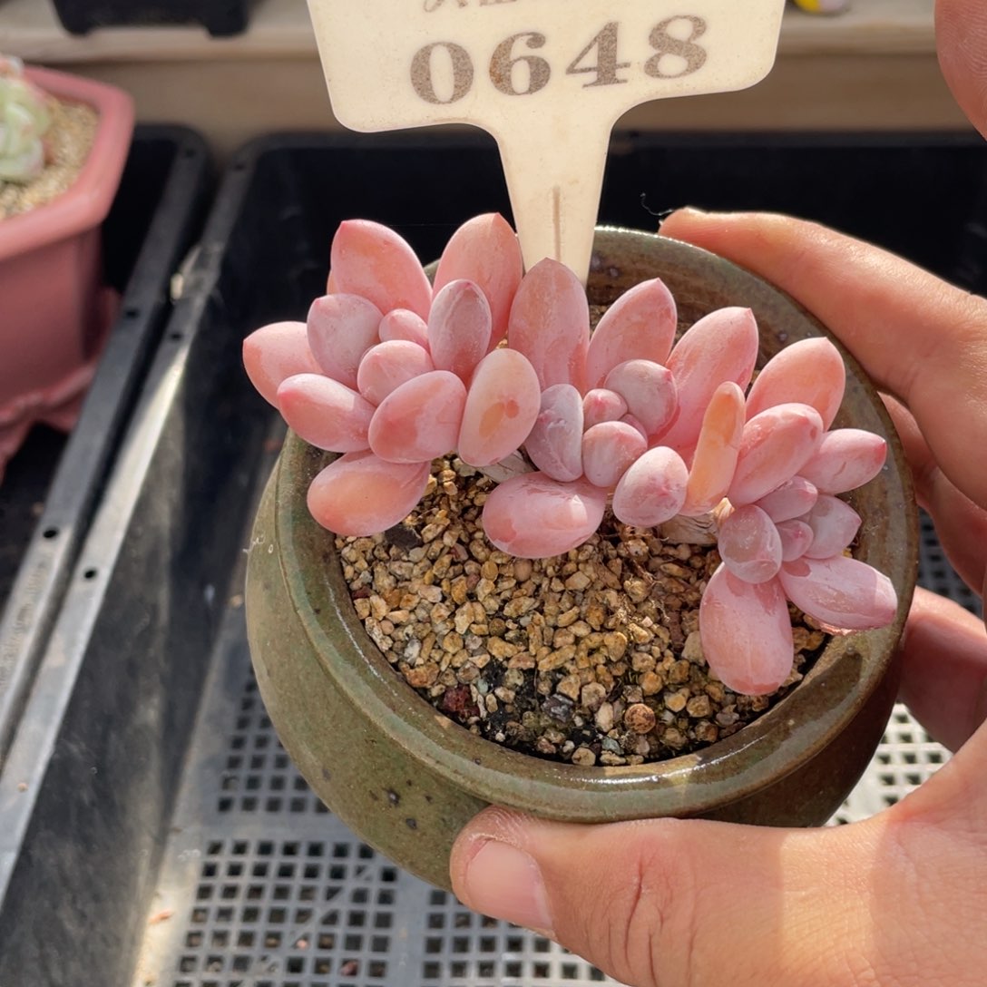 土*0648香水不带盆啦啦