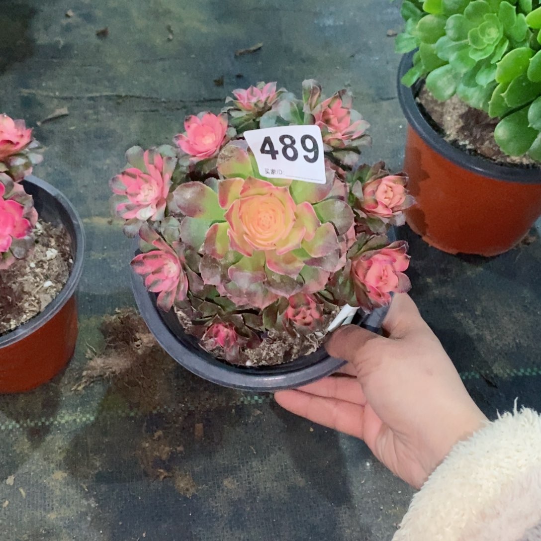 樱***果荔枝489多肉15冠服