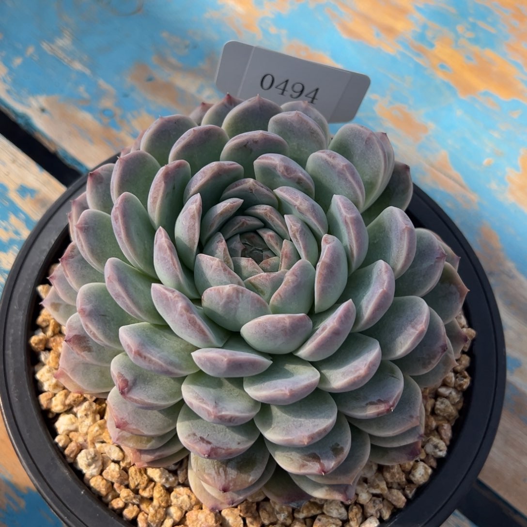 米*丫0494多肉多的多多多多多多多