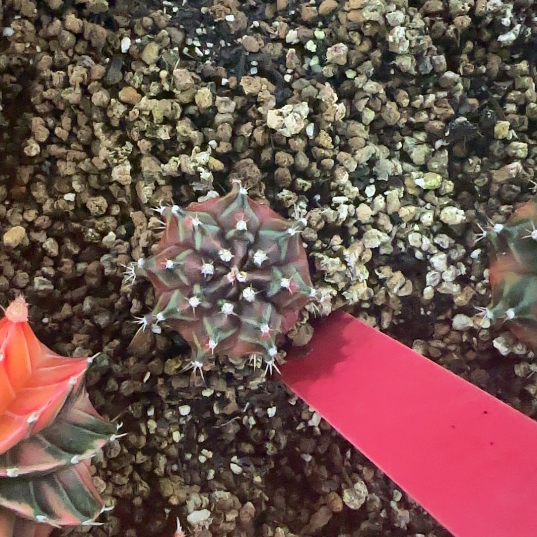 L786-1225泰国发货 三太子