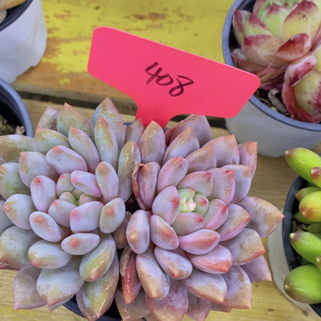 清货转场，一物一拍，看准下单