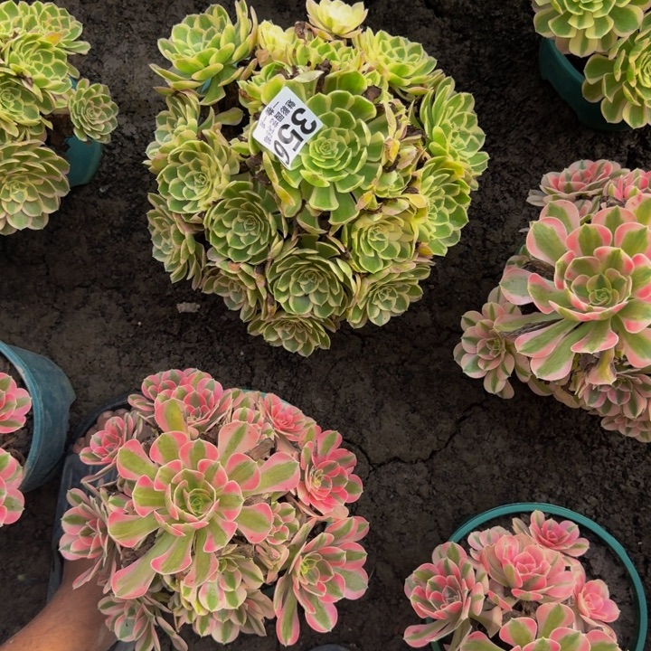孔雀翎花25-9包邮花花