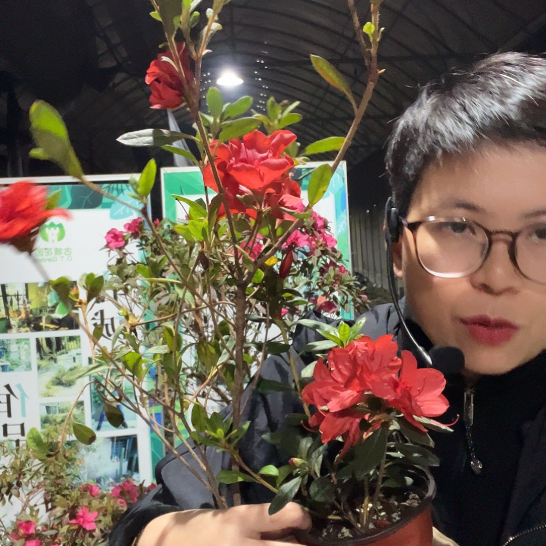 完全开放红皇冠加余烬套餐杜鹃