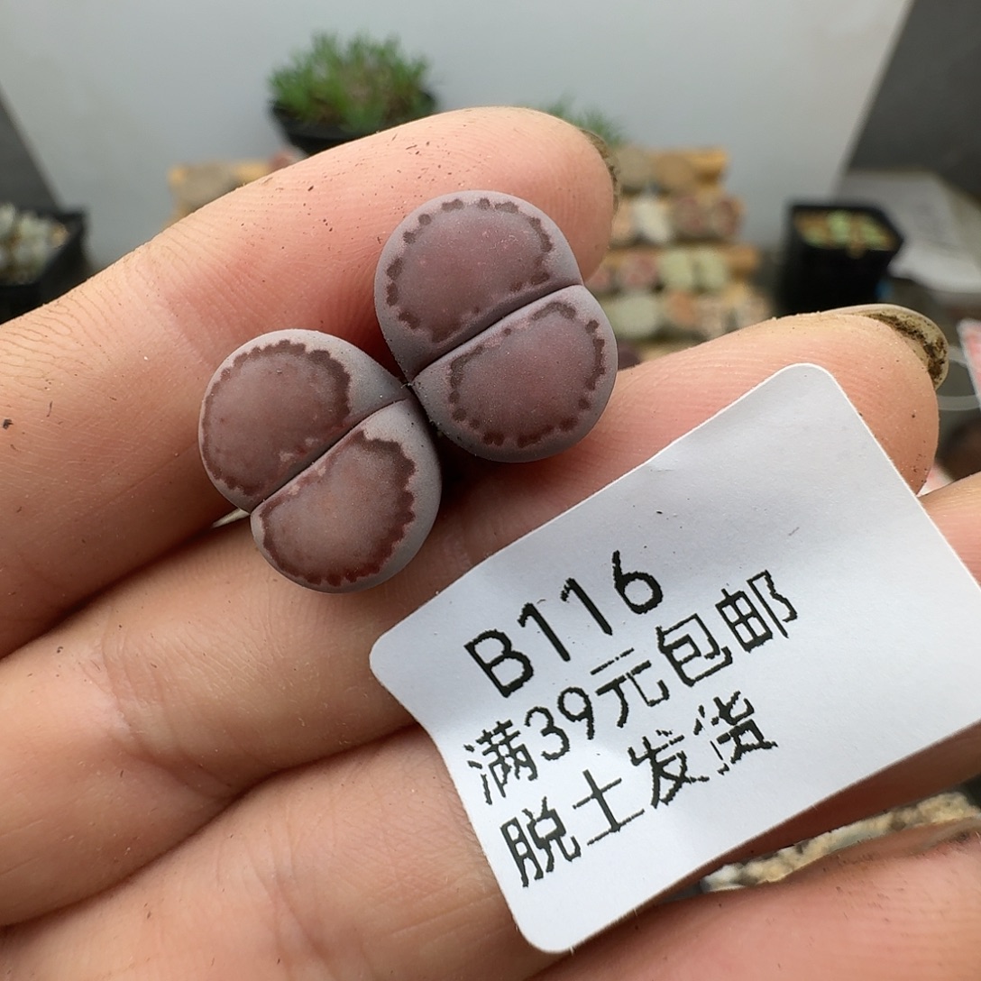 116多肉哈哈哈哈哈哈哈哈哈