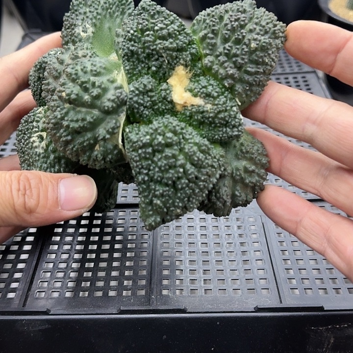 厚尤大尤哥斯拉双头，暂未开根