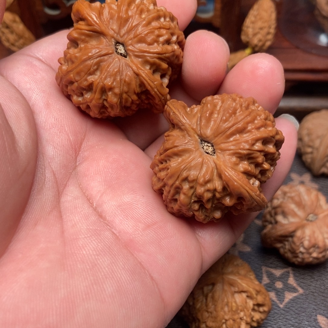 核桃血麒麟43肚子42高35