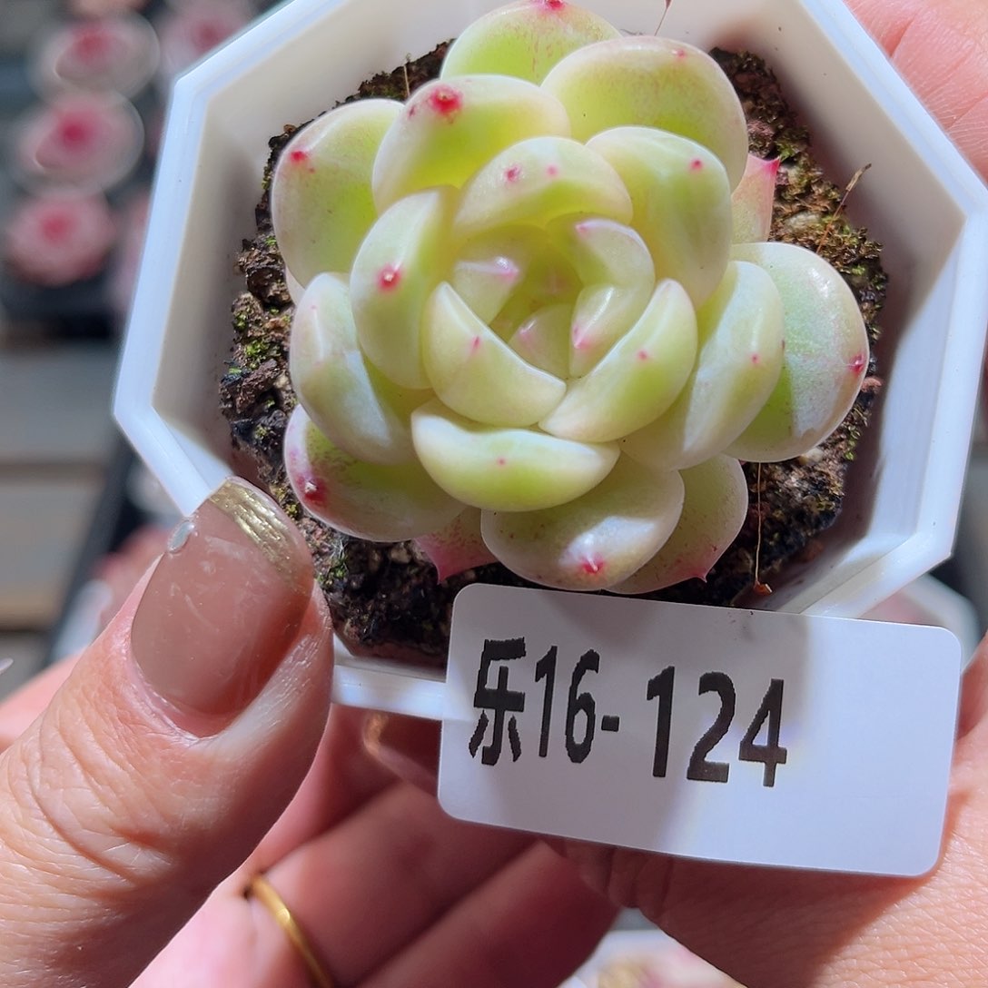 乐16-124 精选溏心