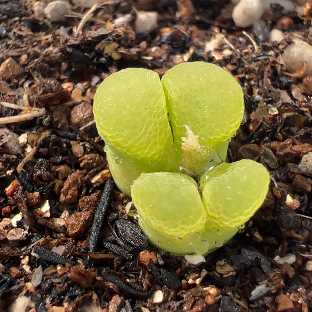 123多肉植物组合