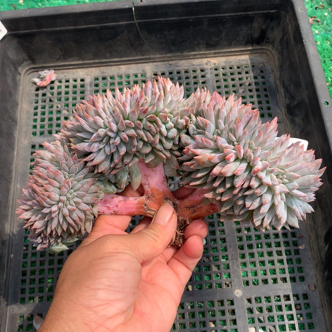 116橙子缀化多肉植物