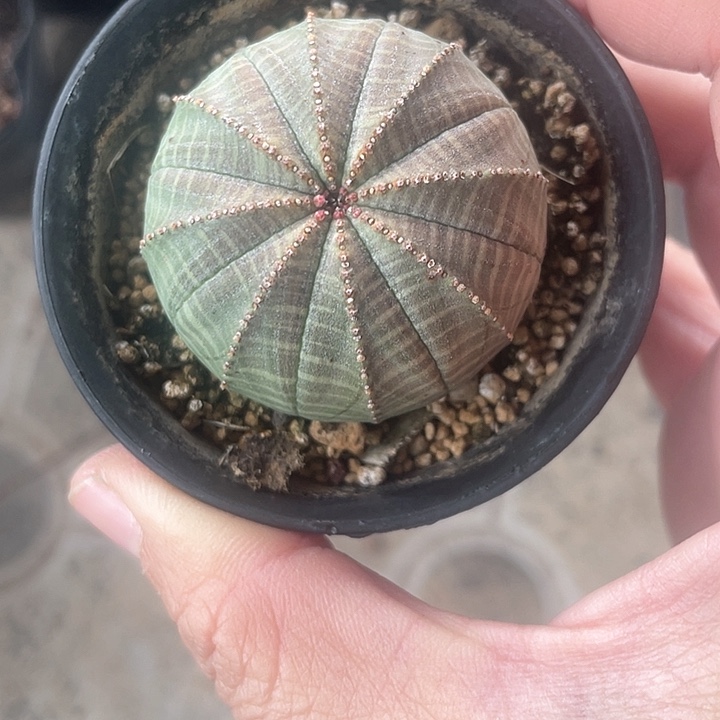 实生布纹球一颗仙人球