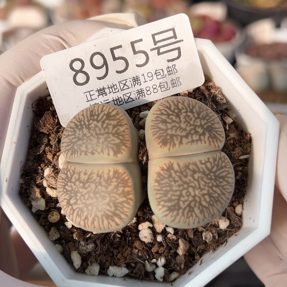 好养易活生石花大母本8955