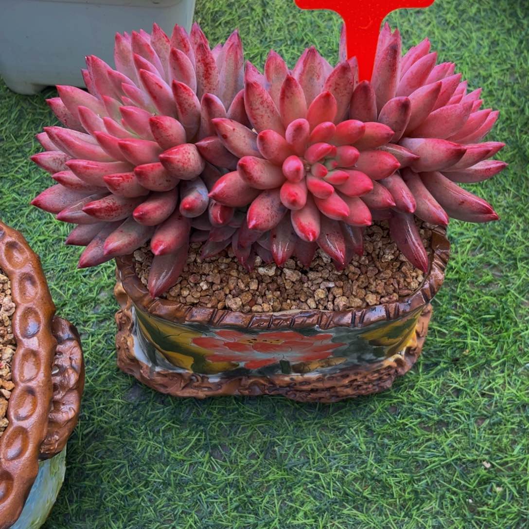 时**泪2507下午多肉植物群生