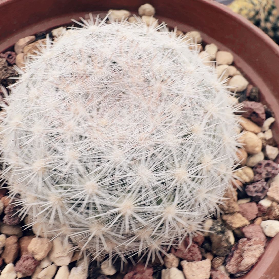 实生映月仙人球89