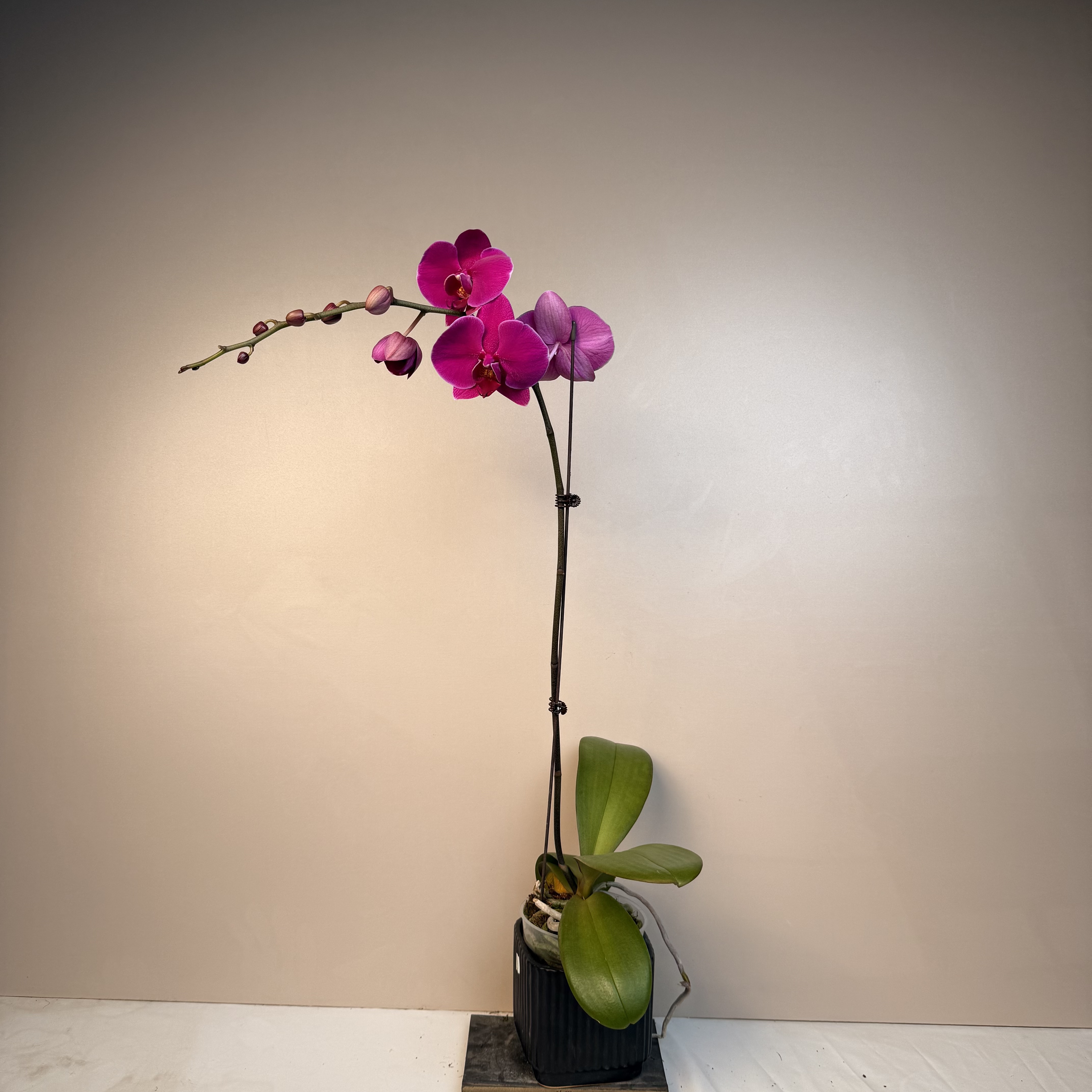 《花漫里基地》蝴蝶兰【昆士顿】3.5寸带花带花苞发货