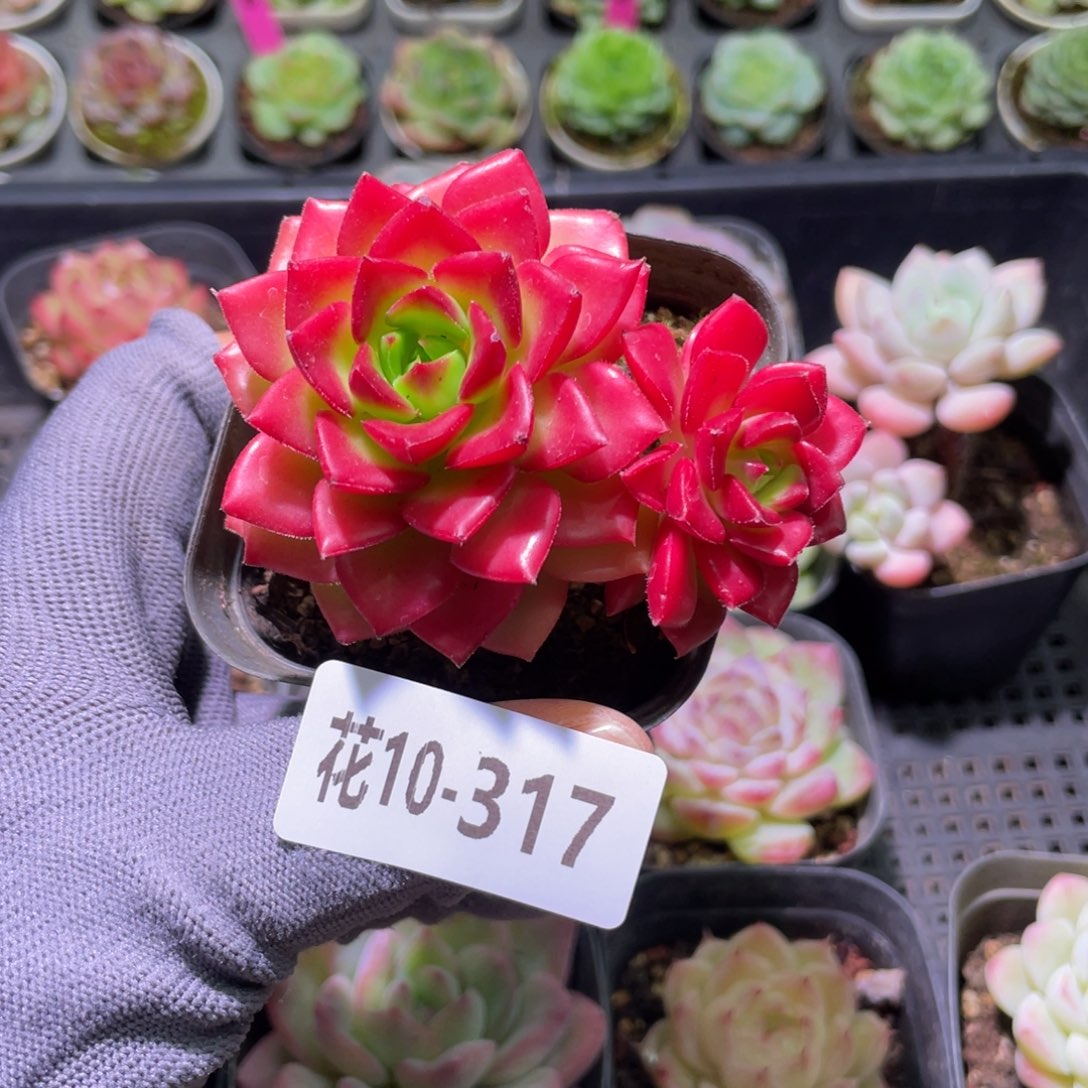 花利美10-317蒂亚